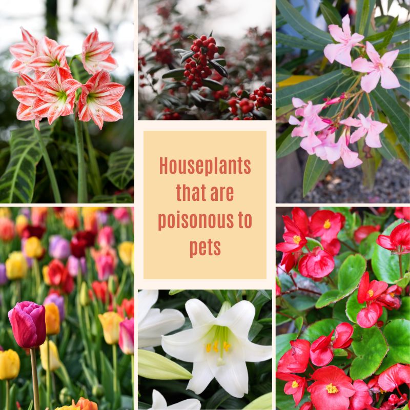 houseplants that are poisonous to pets