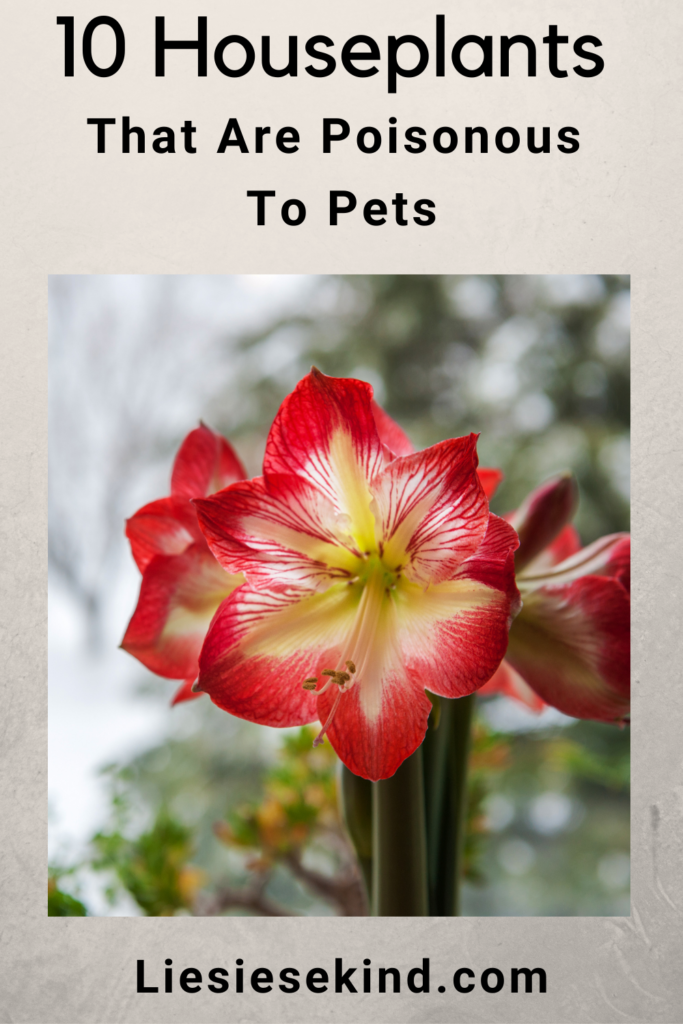 houseplants-that-are-poisonous-to-pets